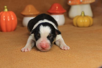 Les chiots de Berger Australien