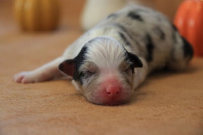 Les chiots de Berger Australien