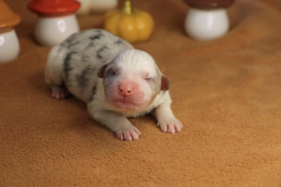 Les chiots de Berger Australien
