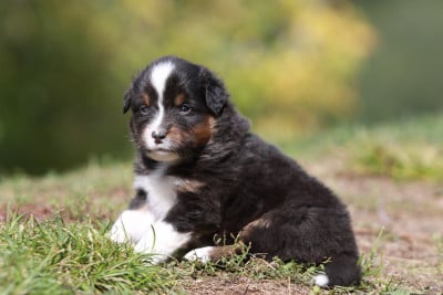 Les chiots de Berger Australien