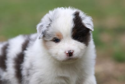 Les chiots de Berger Australien