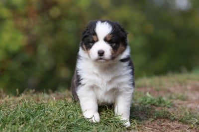 Les chiots de Berger Australien