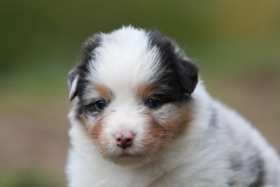 Les chiots de Berger Australien
