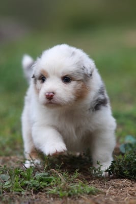 Les chiots de Berger Australien