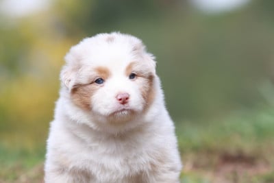 Les chiots de Berger Australien