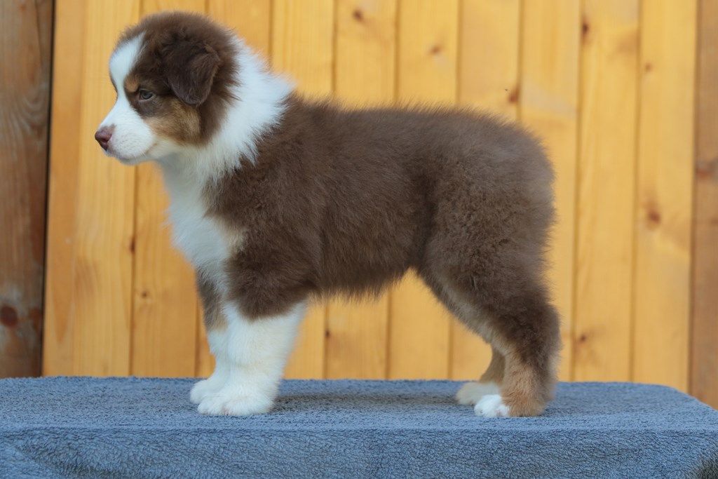 The Simpson Lisa De La Légende De Calydane