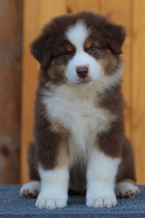 The Simpson Lisa De La Légende De Calydane