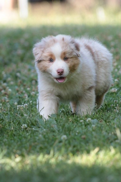 The Simpson Milhouse De La Légende De Calydane