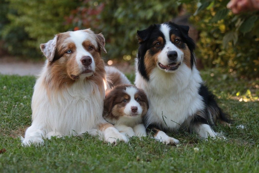 The Simpson Lisa De La Légende De Calydane