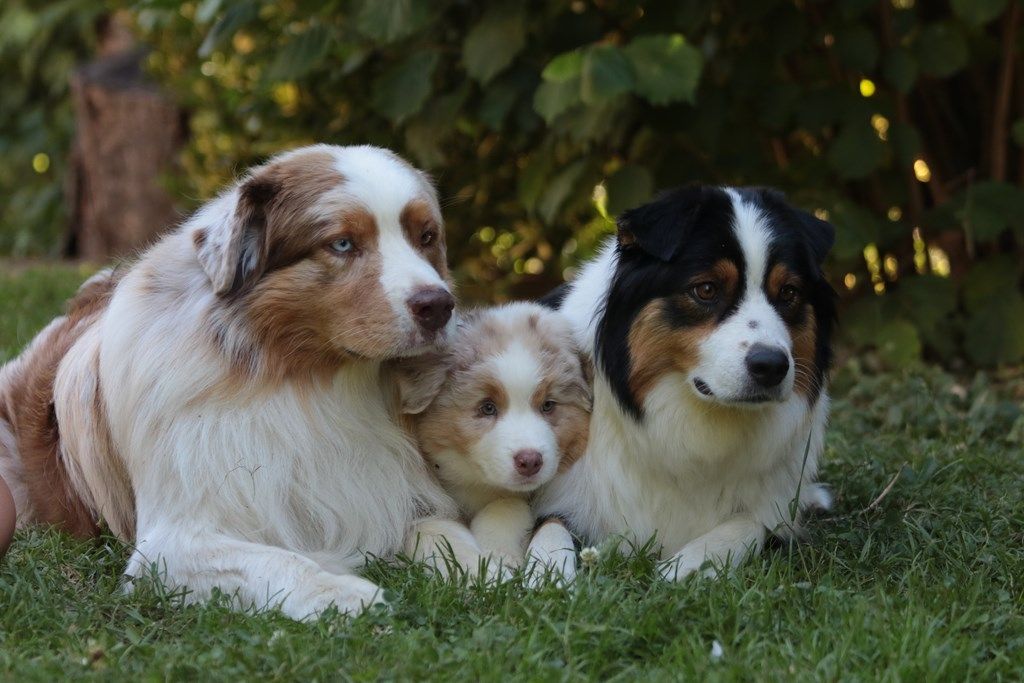 The Simpson Milhouse De La Légende De Calydane