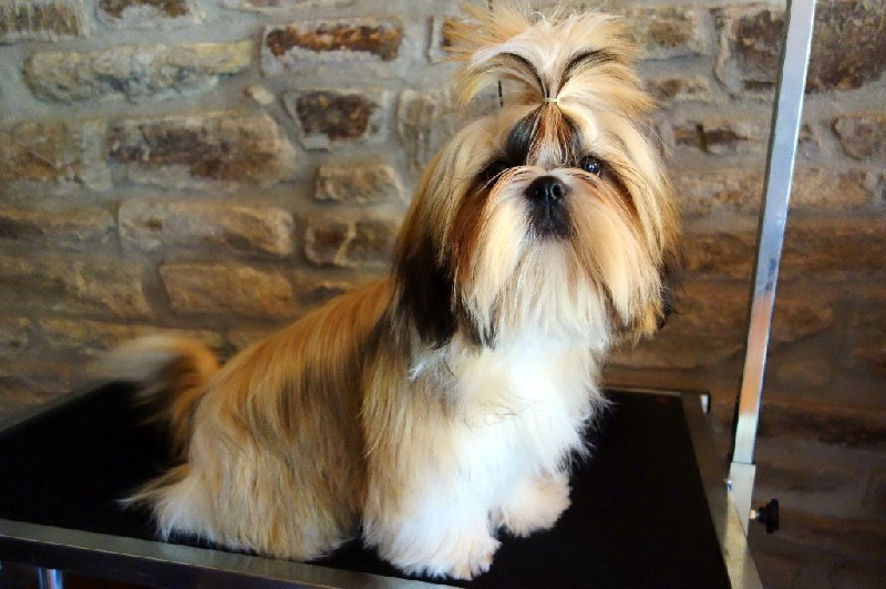 Publication : Des Portes De Shamballa Auteur : Des Portes de Shamballa