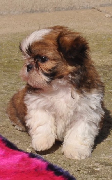 Publication : Des Portes De Shamballa Auteur : Des Portes de Shamballa