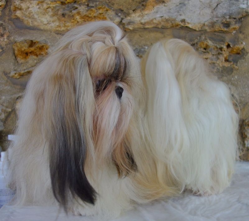 Publication : Des Portes De Shamballa Auteur : Des Portes de Shamballa