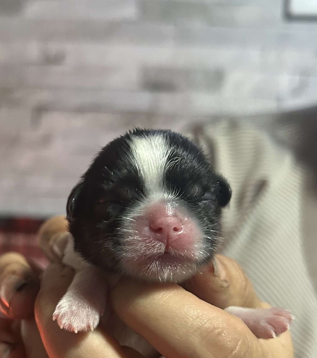 ANGELO Of Legentary Tibetan