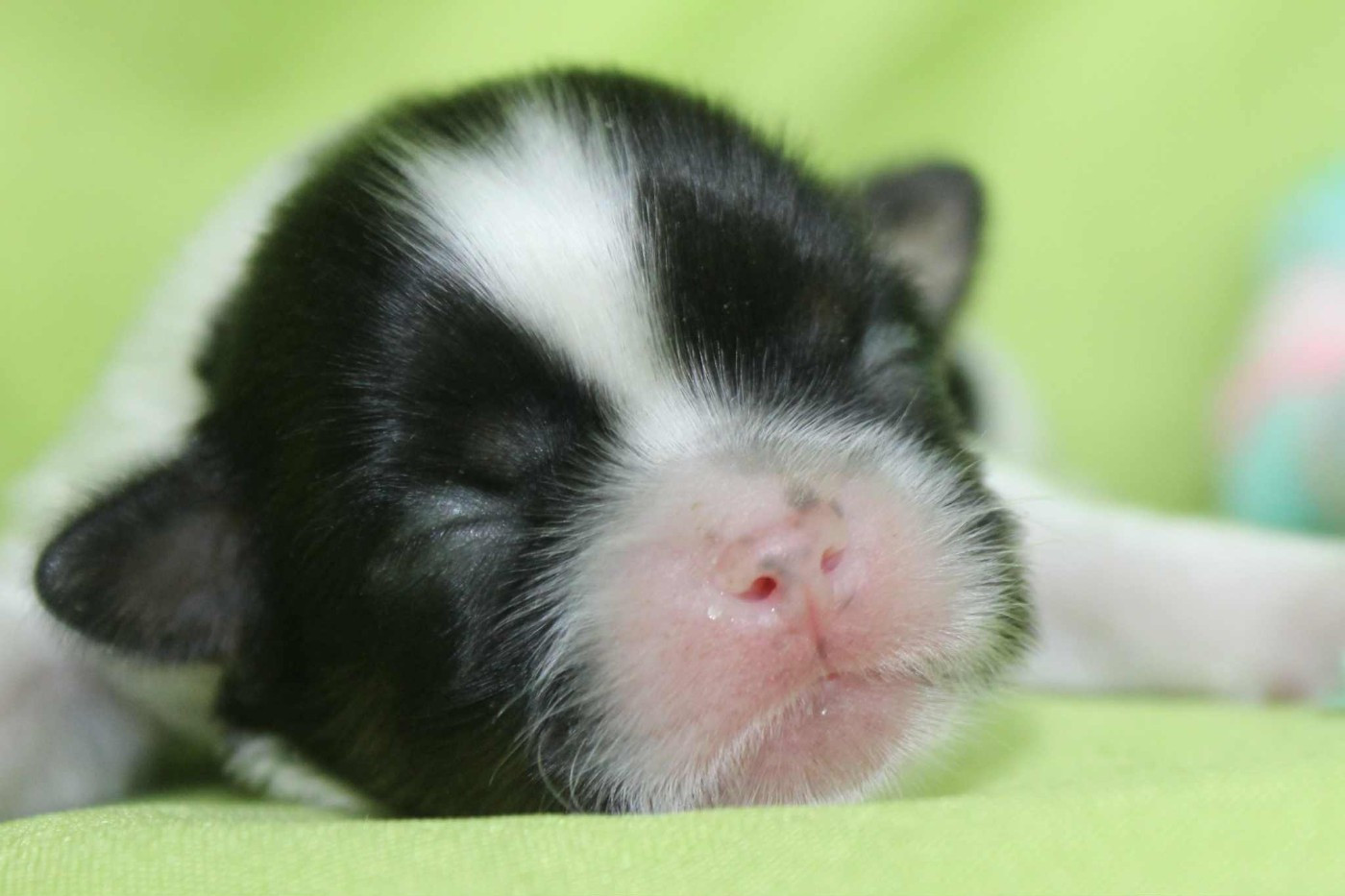 ANGELO Of Legentary Tibetan