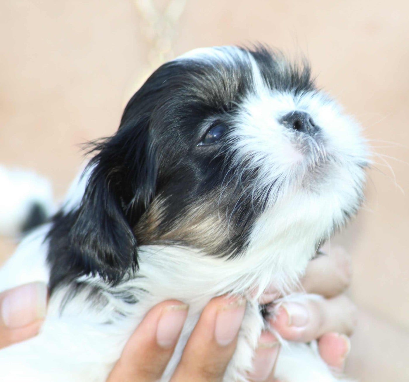 ANGELO Of Legentary Tibetan