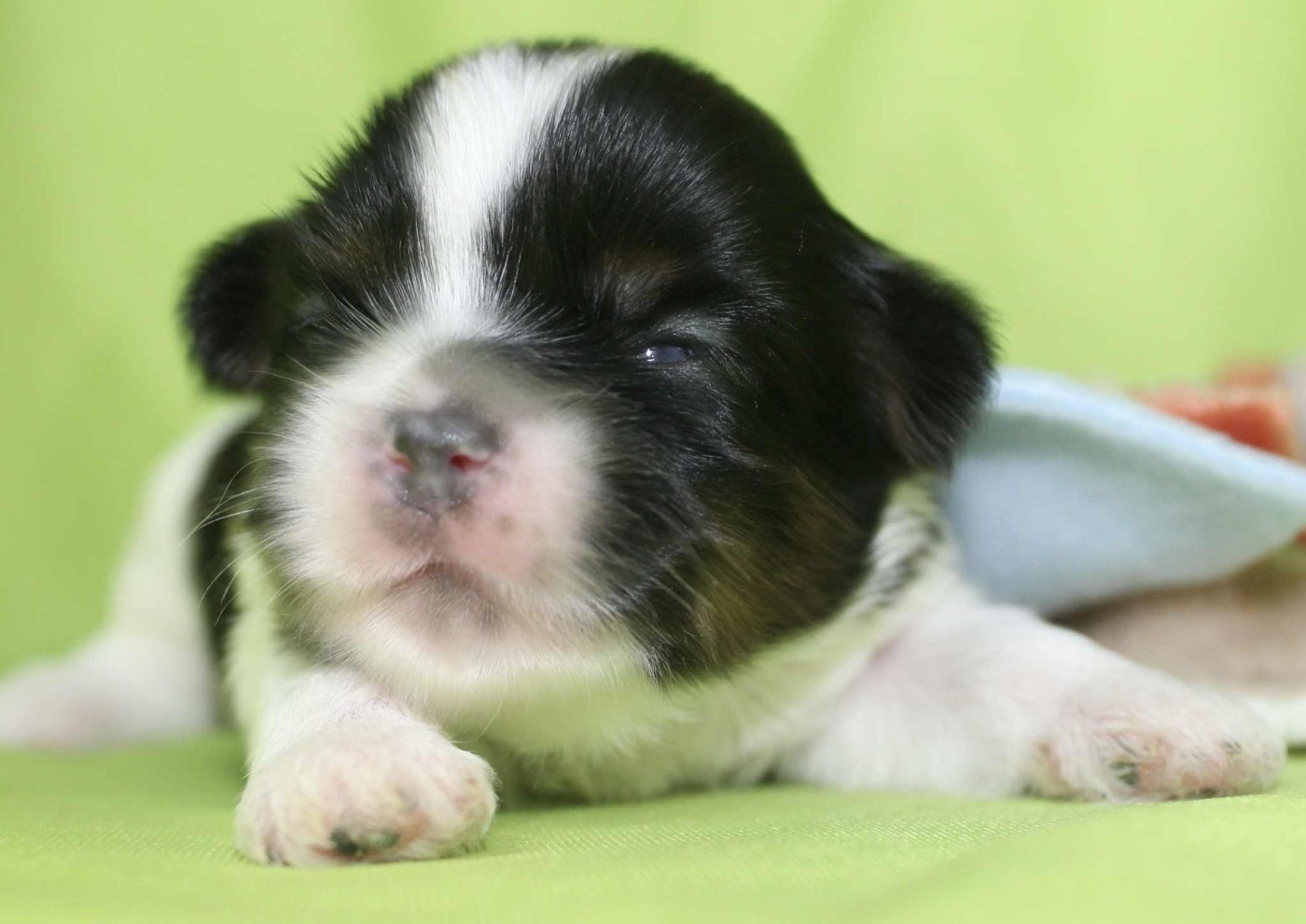 ANGELO Of Legentary Tibetan