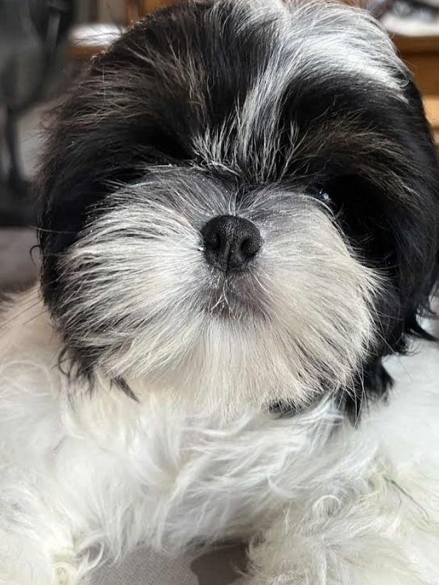 ANGELO Of Legentary Tibetan