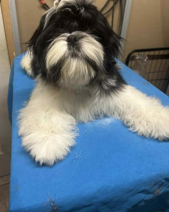 ANGELO Of Legentary Tibetan