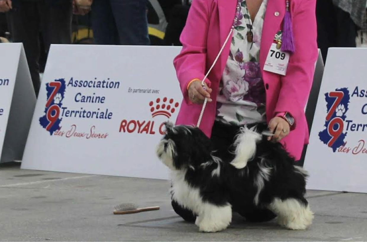 ANGELO Of Legentary Tibetan