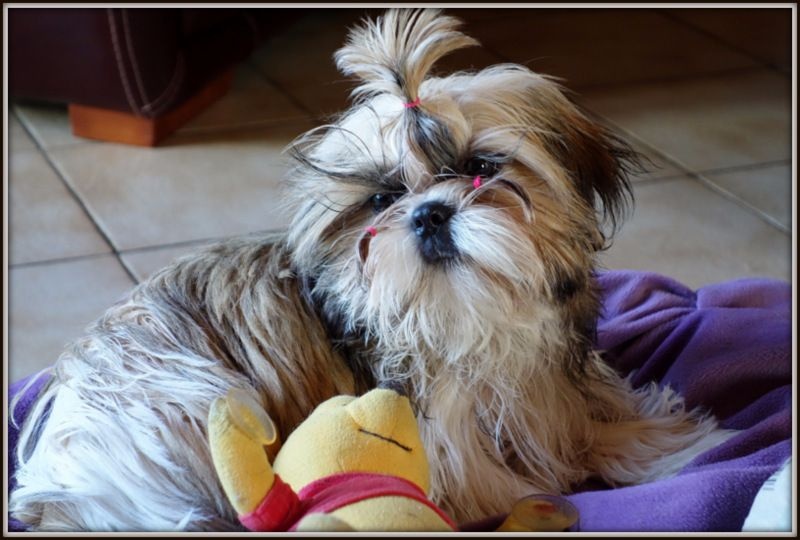 Publication : Des Portes De Shamballa Auteur : Des Portes de Shamballa