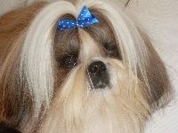 Publication : Des Portes De Shamballa Auteur : Domaine de Shiloh