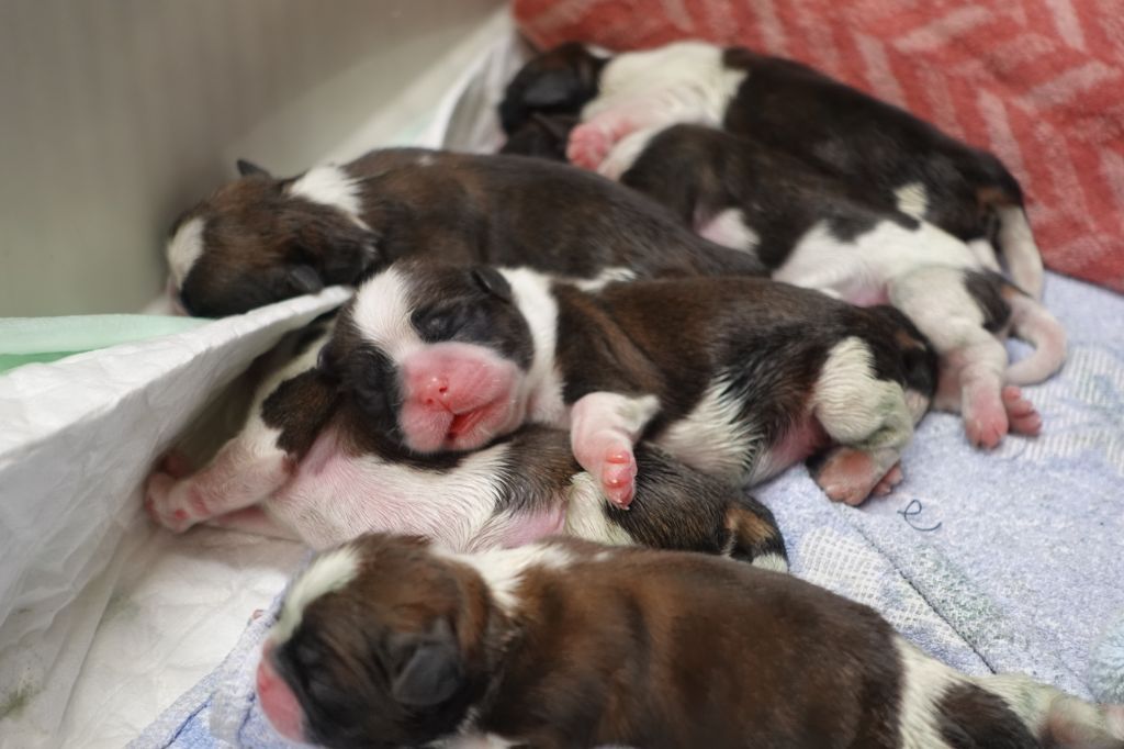 Publication : Des Portes De Shamballa Auteur : Des Portes de Shamballa