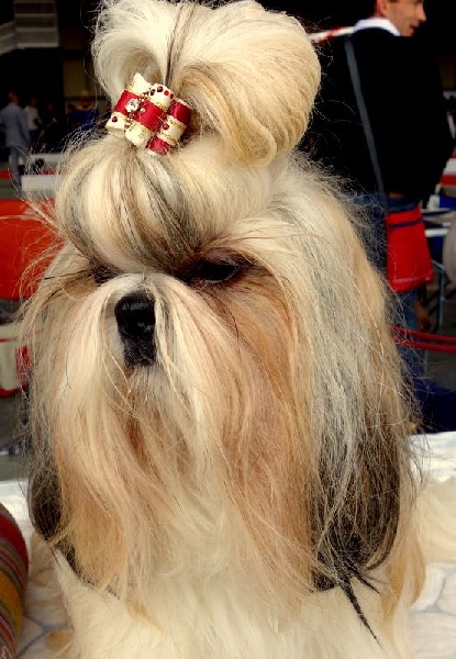 Publication : Des Portes De Shamballa Auteur : Des Portes de Shamballa