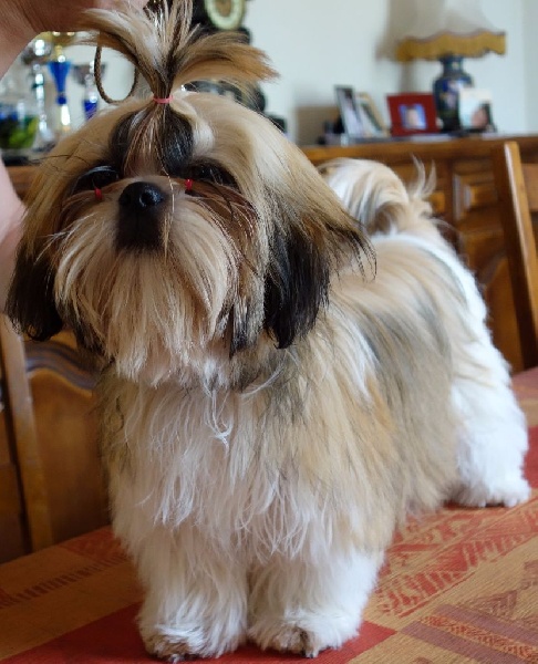 Publication : Des Portes De Shamballa Auteur : Des Portes de Shamballa