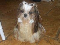 Publication : Des Portes De Shamballa Auteur : Domaine de Shiloh