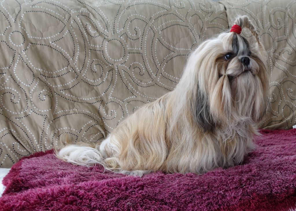 Publication : Des Portes De Shamballa Auteur : Des Portes de Shamballa