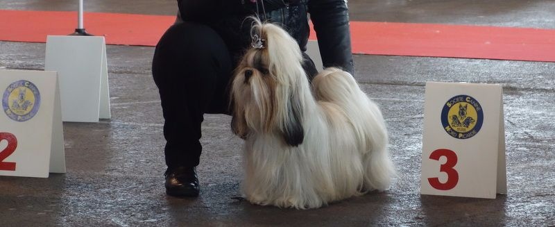 Publication : Des Portes De Shamballa Auteur : Des Portes de Shamballa