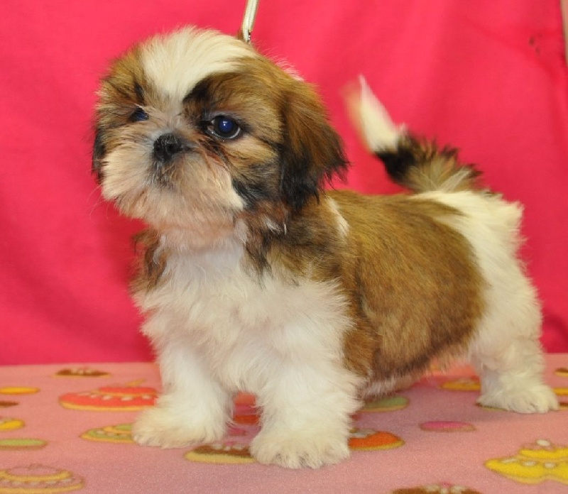 Publication : Des Portes De Shamballa Auteur : Des Portes de Shamballa