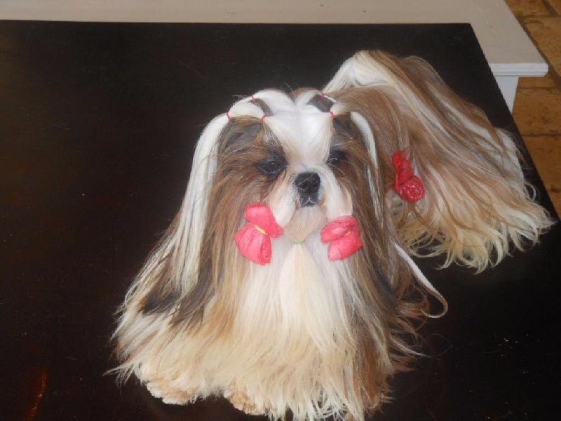 Publication : Des Portes De Shamballa Auteur : Domaine de Shiloh