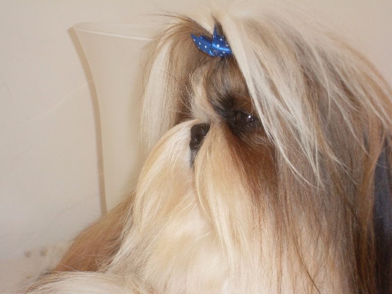 Publication : Des Portes De Shamballa Auteur : Domaine de Shiloh