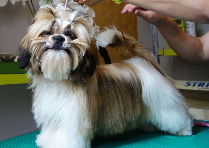 Publication : Des Portes De Shamballa Auteur : Des Portes de Shamballa