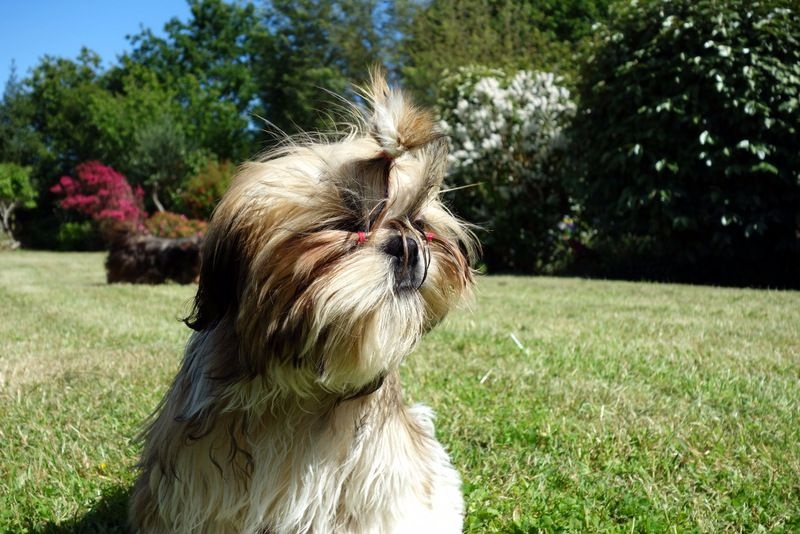 Publication : Des Portes De Shamballa Auteur : Des Portes de Shamballa