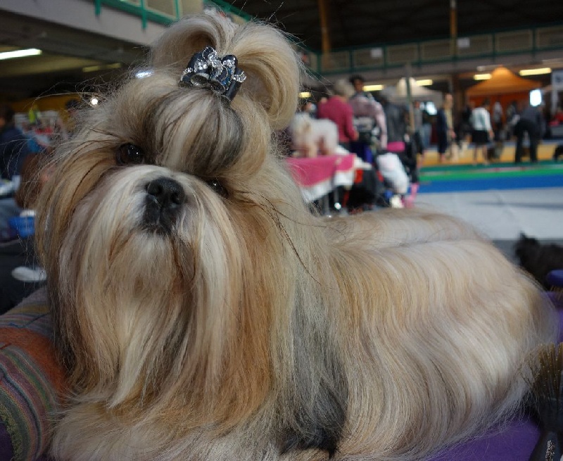 Publication : Des Portes De Shamballa Auteur : Des Portes de Shamballa