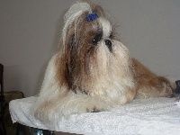 Publication : Des Portes De Shamballa Auteur : Domaine de Shiloh