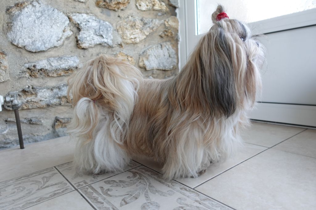 Publication : Des Portes De Shamballa Auteur : Des Portes de Shamballa