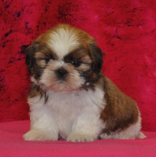 Publication : Des Portes De Shamballa Auteur : Des Portes de Shamballa