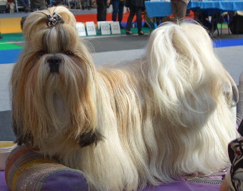 Publication : Des Portes De Shamballa Auteur : Des Portes de Shamballa