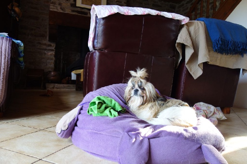 Publication : Des Portes De Shamballa Auteur : Des Portes de Shamballa