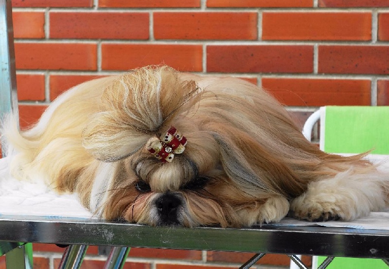 Publication : Des Portes De Shamballa Auteur : Des Portes de Shamballa