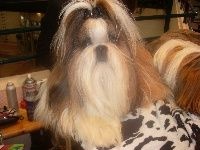 Publication : Des Portes De Shamballa Auteur : Domaine de Shiloh