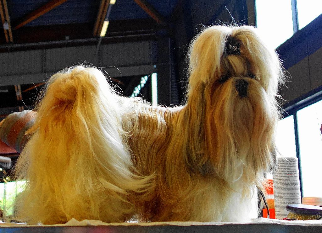 Publication : Des Portes De Shamballa Auteur : Des Portes de Shamballa