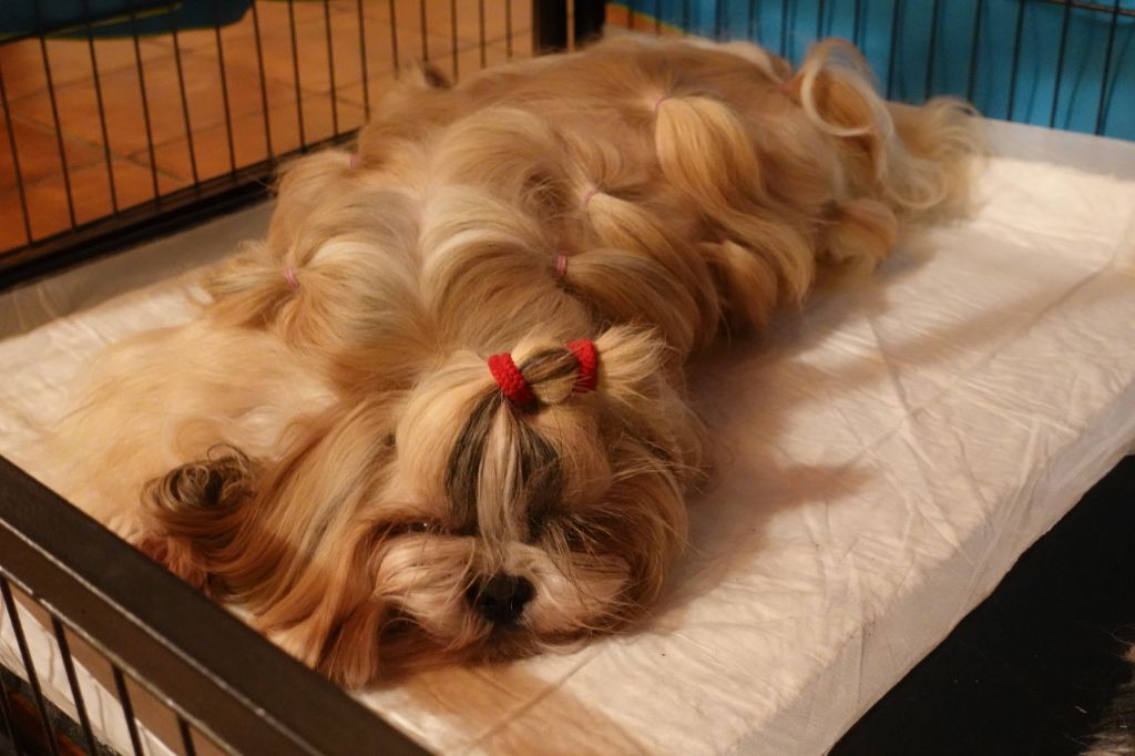 Publication : Des Portes De Shamballa Auteur : Des Portes de Shamballa