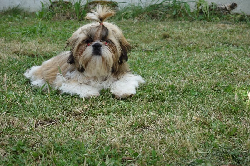 Publication : Des Portes De Shamballa Auteur : Des Portes de Shamballa