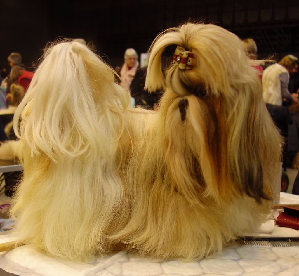 Publication : Des Portes De Shamballa Auteur : Des Portes de Shamballa