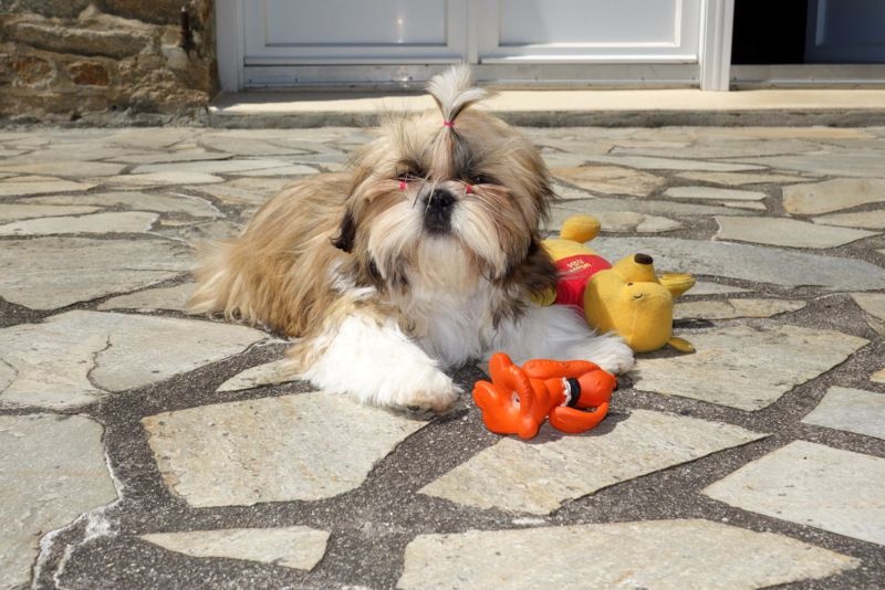 Publication : Des Portes De Shamballa Auteur : Des Portes de Shamballa